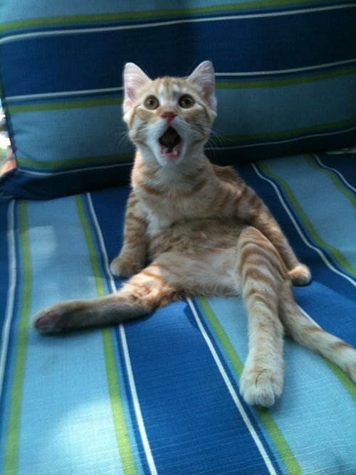 shocked-cat.jpg