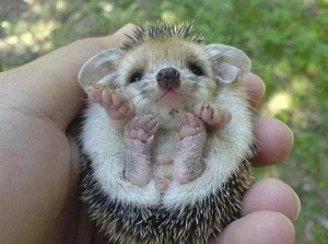 hedgehog baby